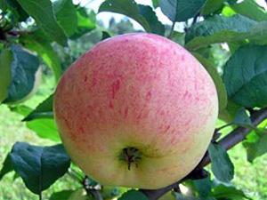Õunapuu Malus domestica 'Lembitu'
