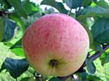 Õunapuu Malus domestica 'Lembitu'