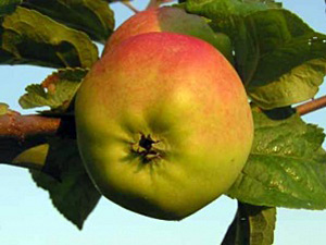 Õunapuu Malus domestica 'Liivi Kuldrenett'