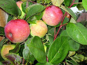 Õunapuu Malus domestica 'Melba'