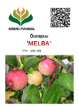 Õunapuu Malus domestica 'Melba'