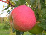 Õunapuu Malus domestica 'Melba'