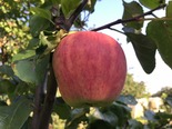 Õunapuu Malus domestica 'Pille'