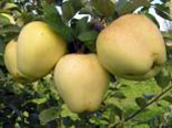 Õunapuu Malus domestica 'Pärnu Tuviõun'