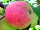 Õunapuu Malus domestica 'Sõstraroosa'