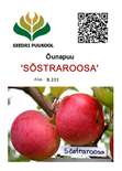 Õunapuu Malus domestica 'Sõstraroosa'