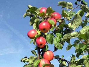 Õunapuu Malus domestica 'Sügisdessert'