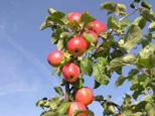 Õunapuu Malus domestica 'Sügisdessert'