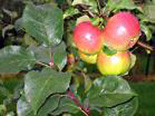 Õunapuu Malus domestica 'Sügisdessert'