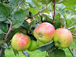 Õunapuu Malus domestica 'Sügisjoonik'