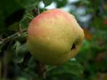 Õunapuu Malus domestica 'Tiina'