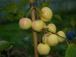 Õunapuu Malus domestica 'Salla'