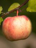 Õunapuu Malus domestica 'Kaari'