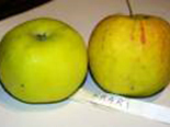 Õunapuu Malus domestica 'Kaari'