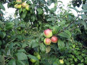 Õunapuu Malus domestica 'Liivika'