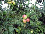 Õunapuu Malus domestica 'Liivika'