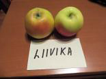 Õunapuu Malus domestica 'Liivika'