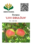 Õunapuu Malus domestica 'Liivi Sibulõun'