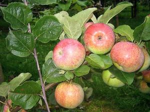 Õunapuu Malus domestica 'Katre'