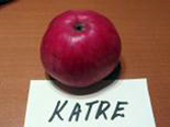 Õunapuu Malus domestica 'Katre'