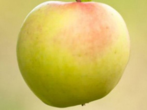 Õunapuu Malus domestica 'Zarja Alatau'