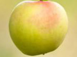 Õunapuu Malus domestica 'Zarja Alatau'