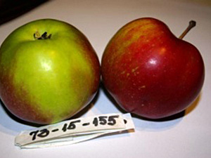 Õunapuu Malus domestica 73 – 15 – 155