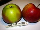 Õunapuu Malus domestica 73 – 15 – 155