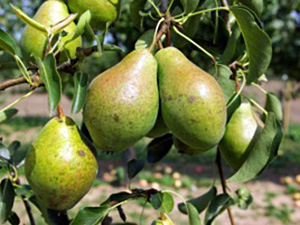 Pirn ’Moskovskaja’