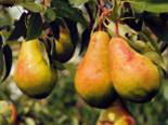 Pirn ’Moskovskaja’