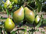 Pirn ’Moskovskaja’