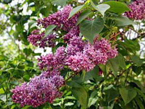 Harilik sirel Syringa vulgaris 'Jaanika'