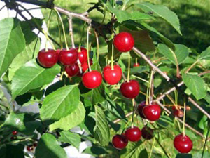 Hapu-kirsipuu Cerasus vulgaris sün Prunus vulgaris 'Läti Madal'