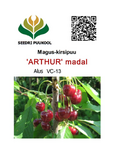 Maguskirsipuu Cerasus avium sün Prunus avium 'Arthur'