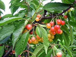 Maguskirspuu Cerasus avium sün Prunus avium 'Dönisseni Kollane'