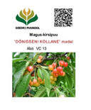 Maguskirspuu Cerasus avium sün Prunus avium 'Dönisseni Kollane'