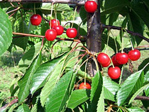 Maguskirsipuu Cerasus avium sün Prunus avium 'Madissoni Roosa'