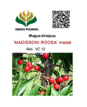 Maguskirsipuu Cerasus avium sün Prunus avium 'Madissoni Roosa'