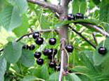 Maguskirsipuu Cerasus avium sün Prunus avium 'Meelika'