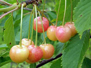 Maguskirsipuu Cerasus avium sün Prunus avium 'Zorka'