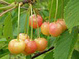 Maguskirsipuu Cerasus avium sün Prunus avium 'Zorka'