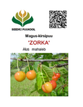 Maguskirsipuu Cerasus avium sün Prunus avium 'Zorka'