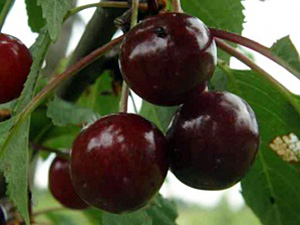Maguskirsipuu Cerasus avium sün Prunus avium 'Tontu'