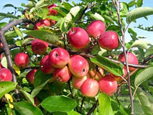 Õunapuu Malus domestica 'Kuku'