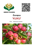 Õunapuu Malus domestica 'Kuku'