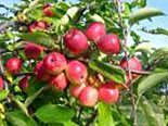 Õunapuu Malus domestica 'Kuku'