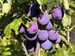 Ploomipuu Prunus 'Agen'