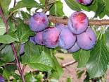 Ploomipuu Prunus 'Ave'