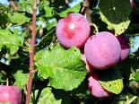 Ploomipuu Prunus 'Edinburgh'