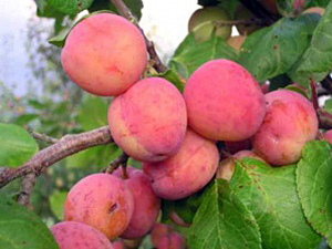 Ploomipuu Prunus 'Emma Leppermann'